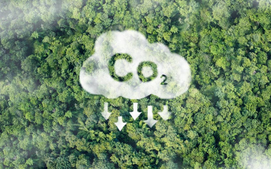 Bilan Carbone 2024 : Avem poursuit la réduction de ses émissions